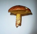 Suillus collinitus image