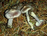 Inocybe geophylla image