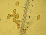 Inocybe geophylla var. lilacina image