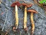 Cortinarius smithii image