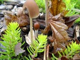 Psathyrella corrugis image
