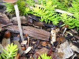 Psathyrella corrugis image