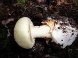 Amanita citrina f. lavendula image