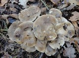Lyophyllum shimeji image