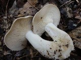 Lyophyllum shimeji image