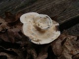 Meripilus sumstinei image