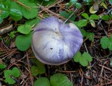 Cortinarius subfoetidus image