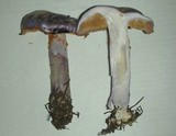 Cortinarius subfoetidus image