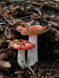 Russula maculata image