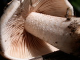 Hebeloma crustuliniforme image