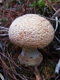 Amanita persicina image