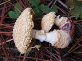 Amanita persicina image