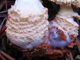 Amanita persicina image