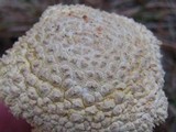 Amanita persicina image