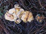 Amanita persicina image