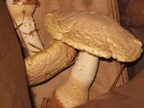 Amanita persicina image