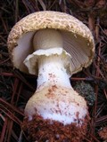 Amanita persicina image