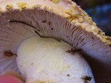 Amanita persicina image