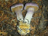 Cortinarius traganus image