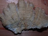 Merulius tremellosus image