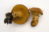 Suillus caerulescens image