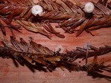 Micromphale sequoiae image