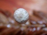 Micromphale sequoiae image