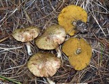 Suillus flavidus image