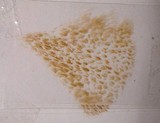 Suillus flavidus image
