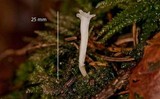 Clavicorona taxophila image
