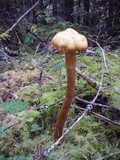 Chroogomphus tomentosus image