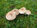 Suillus viscidus image