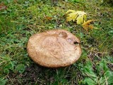 Suillus viscidus image