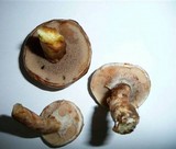 Suillus viscidus image