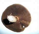 Suillus viscidus image