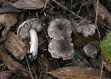 Tricholoma terreum image