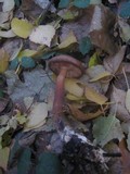 Tricholoma fulvum image