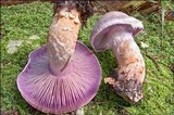 Cortinarius camphoratus image