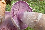 Cortinarius camphoratus image