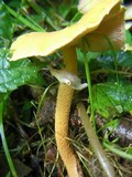 Cystoderma amianthinum image