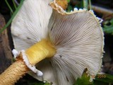 Cystoderma amianthinum image