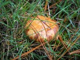 Suillus americanus image