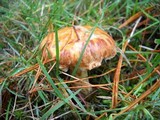 Suillus americanus image