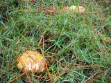 Suillus americanus image