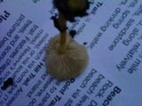 Rhodocollybia butyracea image