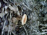 Rhodocollybia butyracea image