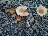 Rhodocollybia butyracea image