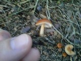 Rhodocollybia butyracea image