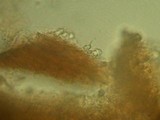 Merulius tremellosus image