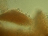Merulius tremellosus image